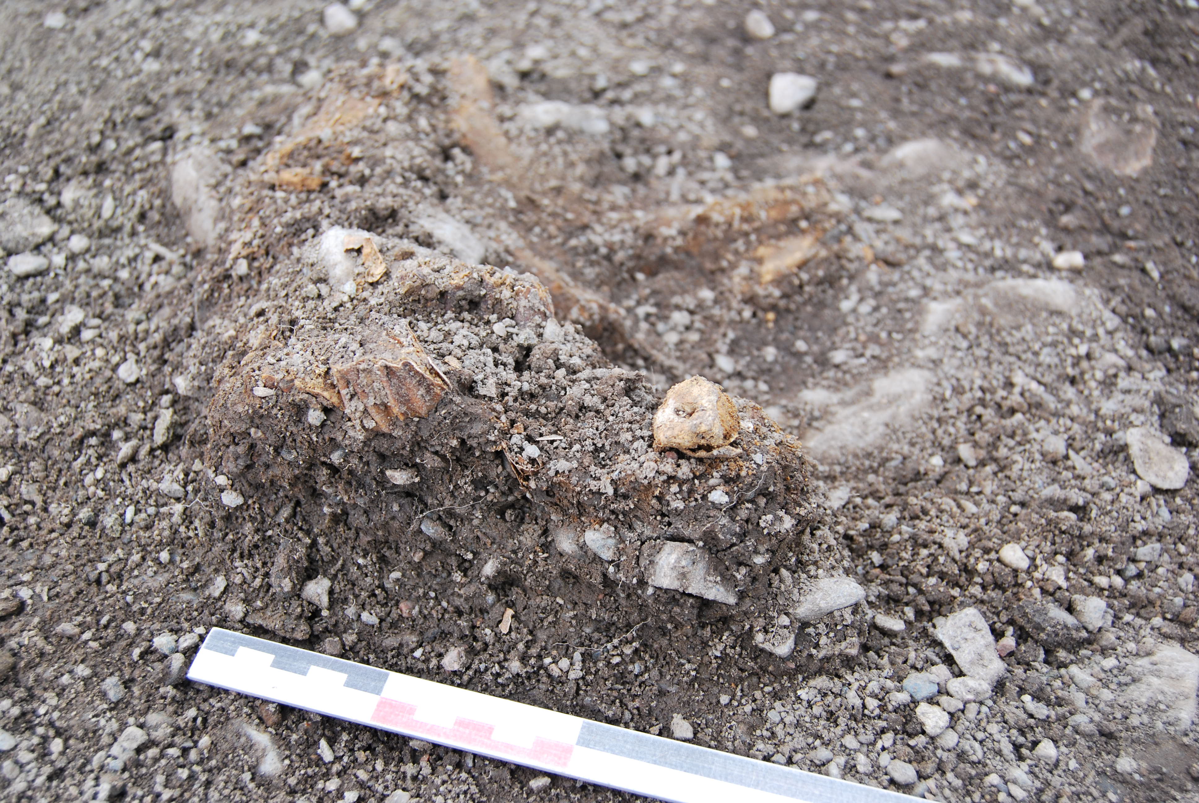 Ubrente rester av kjevebein og tenner fra husdyr funnet i avfallsgrop. Foto: Dag-&Oslash;yvind H. Engtr&oslash;, NTNU Vitenskapsmuseet.