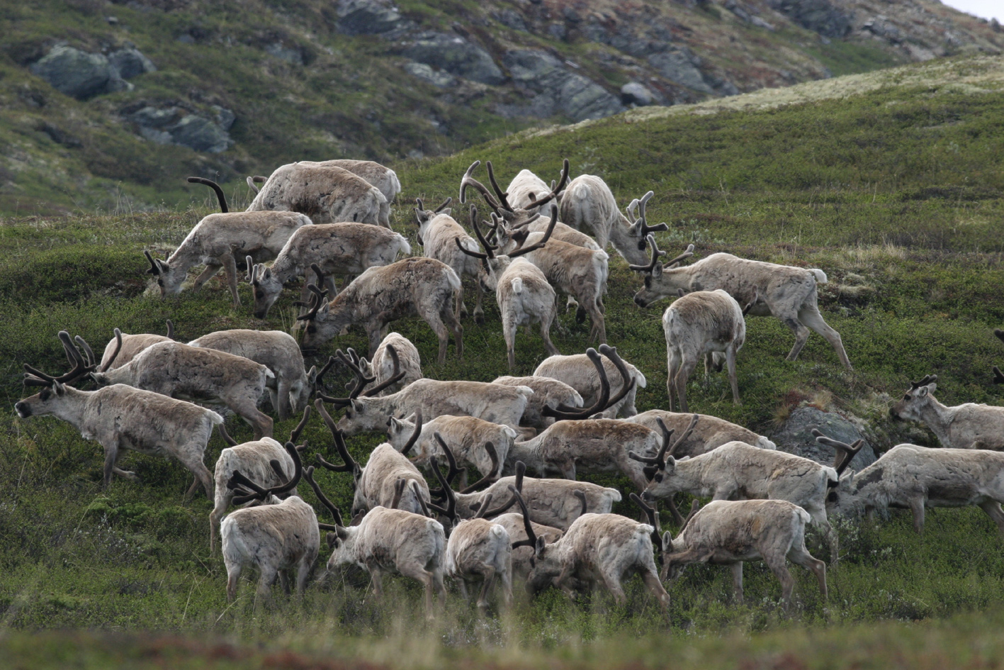 Bukkeflokk i Slådalstraktane juni 2003 (Foto: Per Jordhøy©)