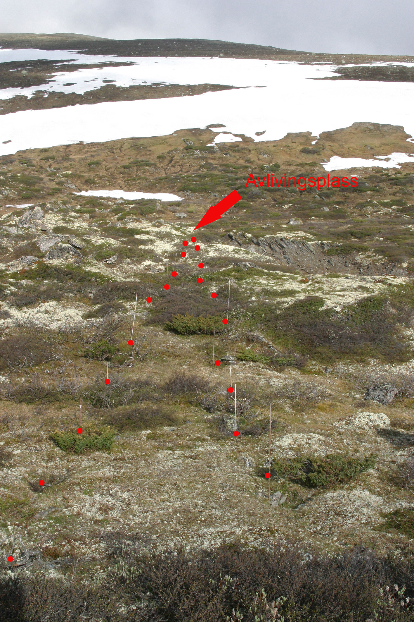 Fremste delen av avlivingskvea frå toppen av moreneryggen og dei siste 50 metrane vestover er ein smal kile på 1-2 m. Kraftige stolpehol vitnar om at det har vore stor påkjenning på gjerdet her. . Foto: Per Jordhøy©.
