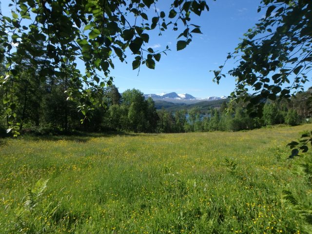 Lok 1 lå i en nydelig sørvendt smørblomsteng ned mot Hanemsvatnet som kan skimtes mellom trærne. Foto: Marte Mokkelbost.